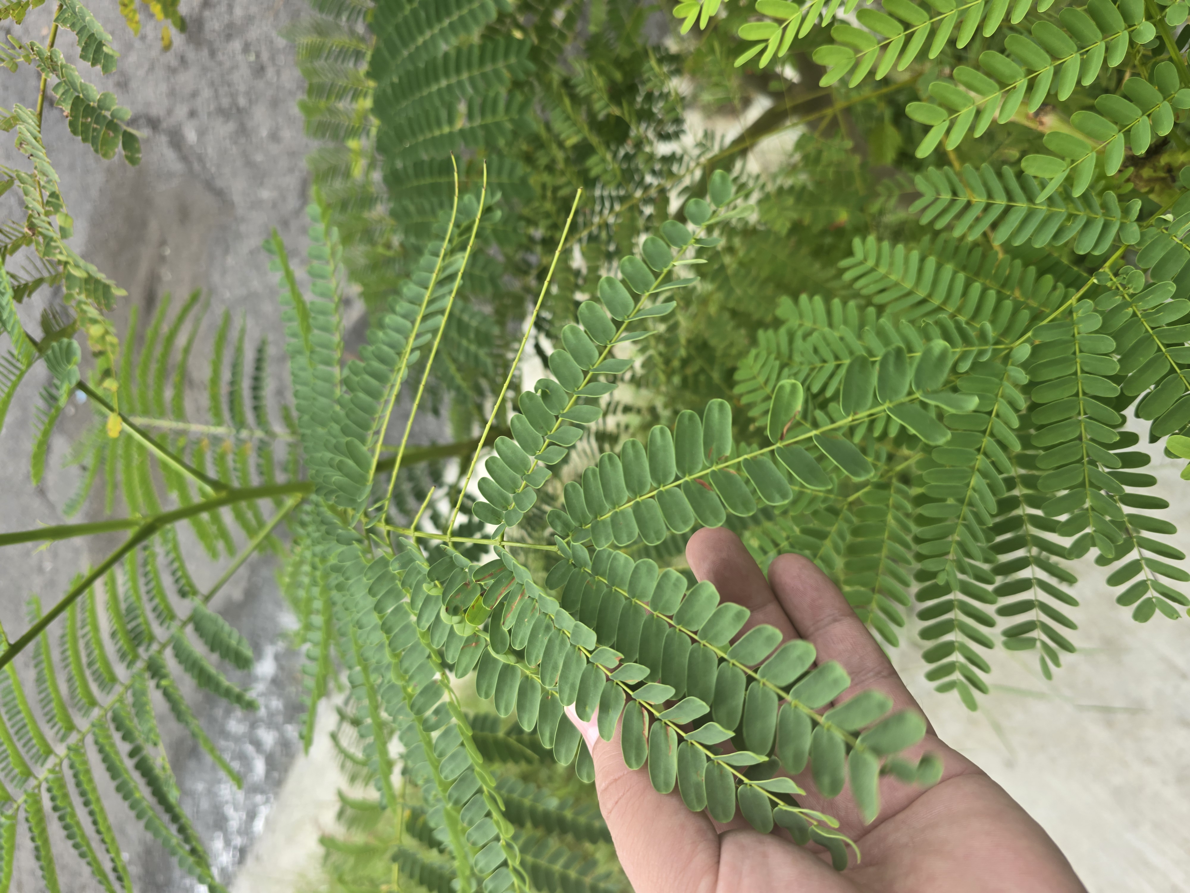 flamboyán. 🌿